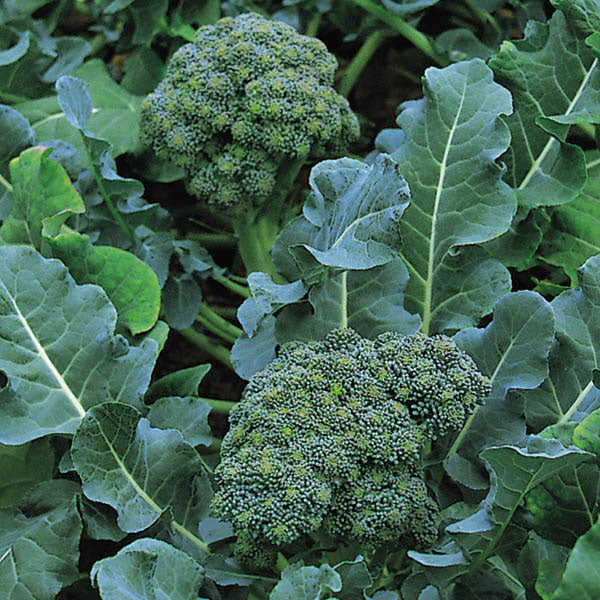 Suffolk Herbs ORGANIC SEEDS Calabrese Green Sprouting