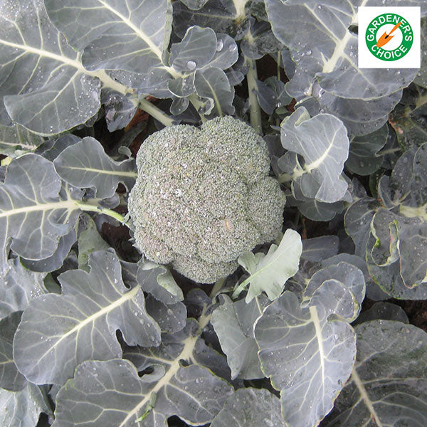 Kings Seeds Calabrese Ironman F1