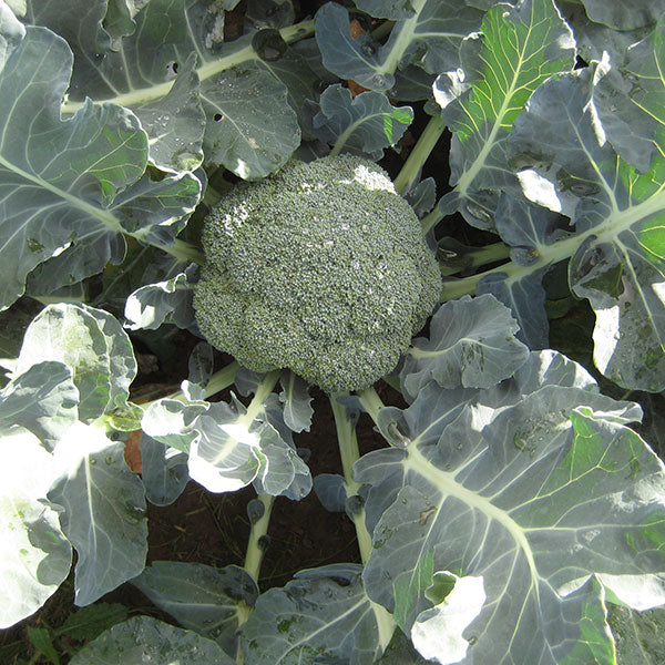 Kings Seeds Calabrese Marathon F1