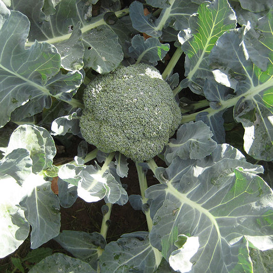 Kings Seeds Calabrese Marathon F1