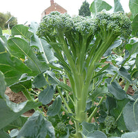 Kings Seeds Calabrese Stemia F1