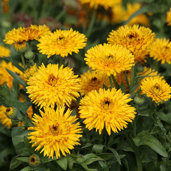 Kings Seeds Calendula Calexis Yellow
