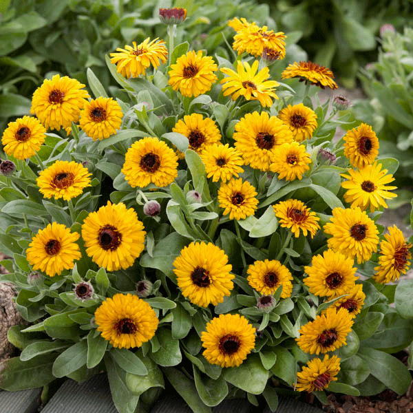 Kings Seeds Calendula Bulls Eye