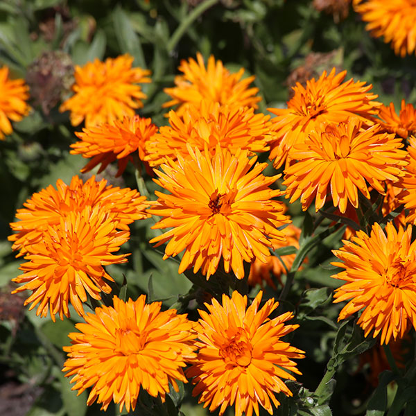 Kings Seeds Calendula Calexis Orange