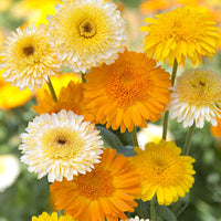 Kings Seeds Calendula Kinglet Mixed