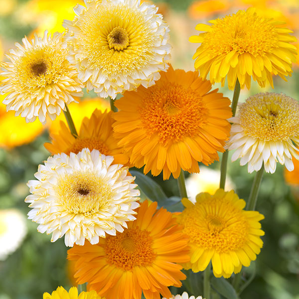 Kings Seeds Calendula Kinglet Mixed