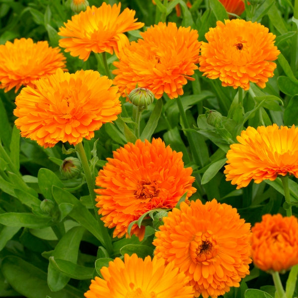 Kings Seeds Calendula Orange King