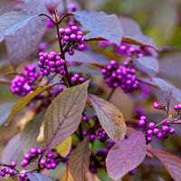 Callicarpa Profusion