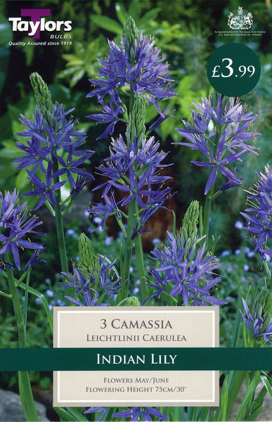 Camassia Leichtlinii Caerulea