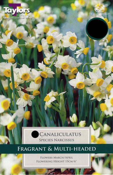 Narcissus Canaliculatus