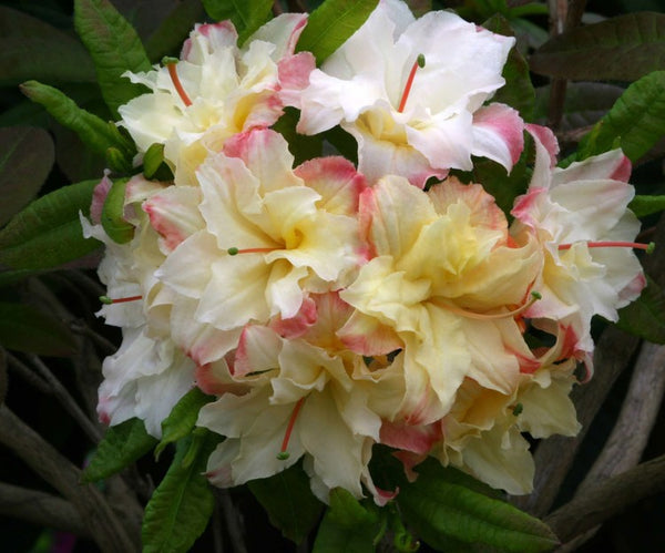 Azalea Deciduous Cannon's Double