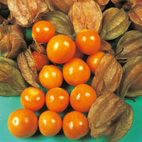 Kings Seeds Cape Gooseberry