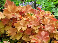 Heuchera Caramel