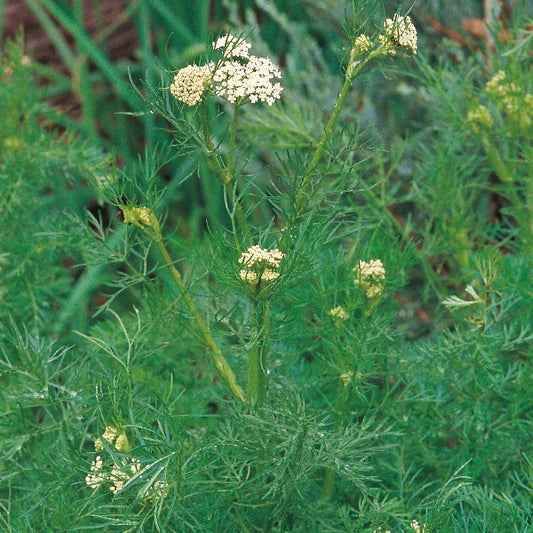 Suffolk Herbs Caraway