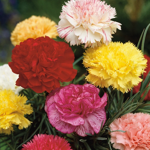 Kings Seeds Carnation Giant Chabaud