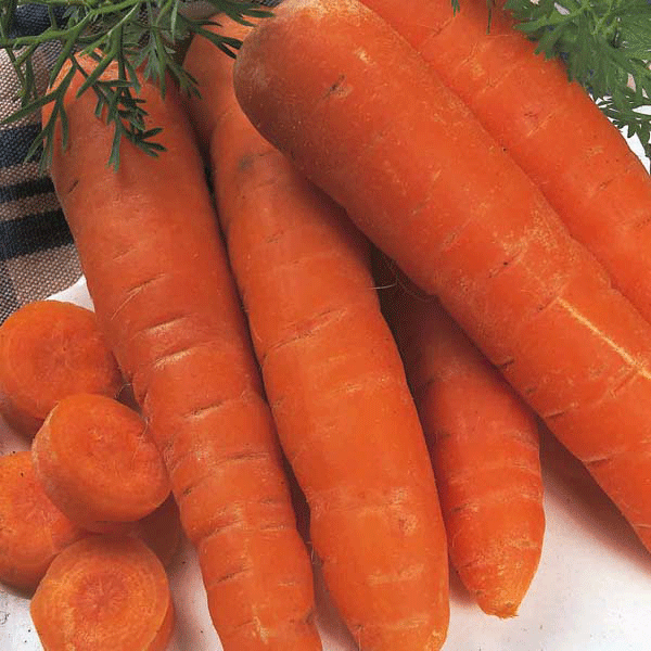 Suffolk Herbs ORGANIC SEEDS Carrot Autumn King