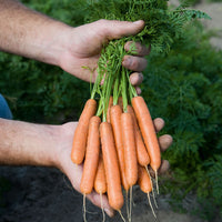 Kings Seeds Carrot Adelaide F1