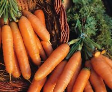 Suffolk Herbs ORGANIC SEEDS Carrot Amfine