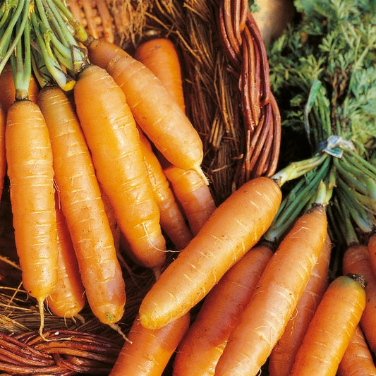 Kings Seeds Carrot Amsterdam Forcing 3