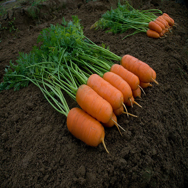 Kings Seeds Carrot Aron F1
