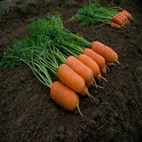Kings Seeds Carrot Aron F1