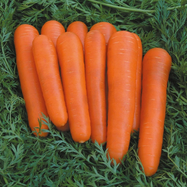 Kings Seeds Carrot Attilio F1