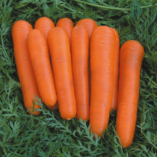Kings Seeds Carrot Attilio F1