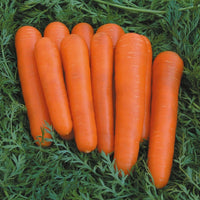 Kings Seeds Carrot Attilio F1