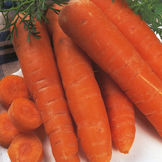 Kings Seeds Carrot Autumn King 2