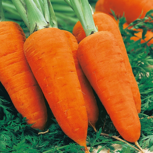 Kings Seeds Carrot Chantenay Red Cored 3