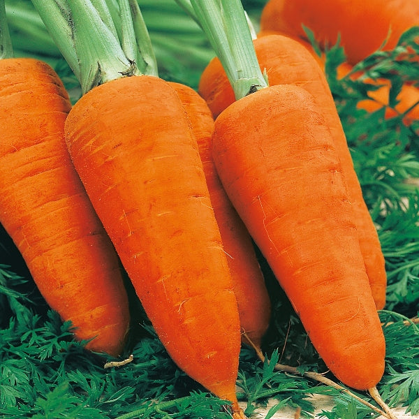 Kings Seeds Carrot Chantenay Red Cored 3