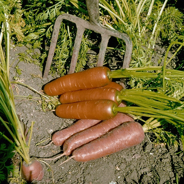 Suffolk Herbs ORGANIC SEEDS Carrot Flyaway F1