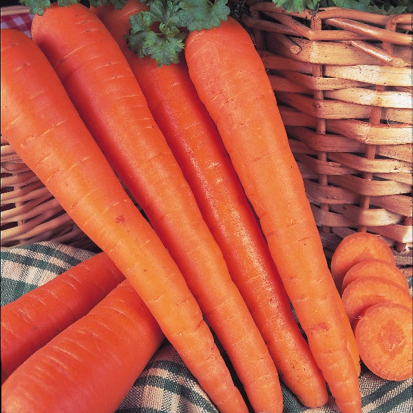 Kings Seeds Carrot James Scarlet Intermediate