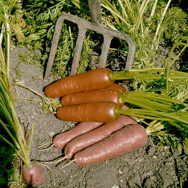 Suffolk Herbs ORGANIC SEEDS Carrot Resistafly