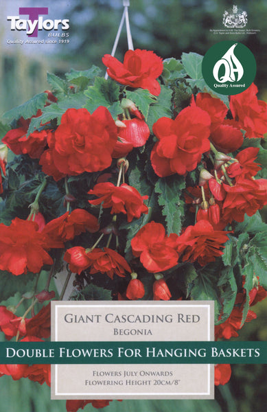 Begonia Cascading Red