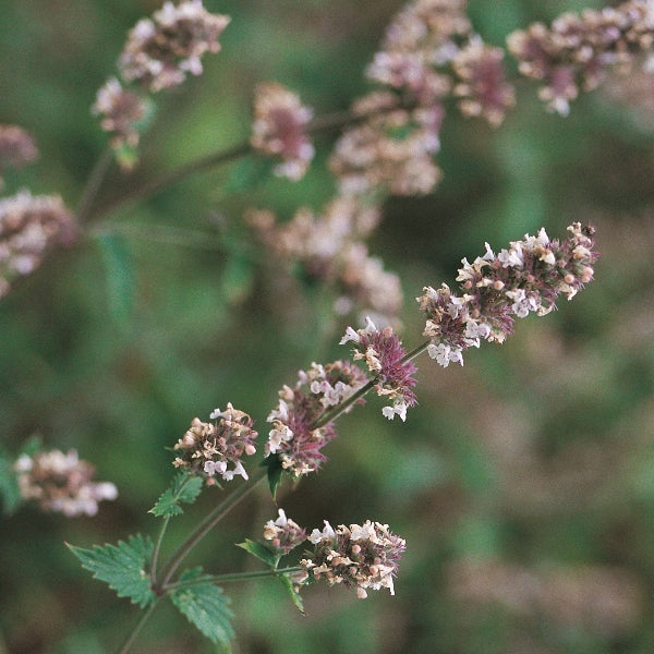 Suffolk Herbs Catnep (Catmint)