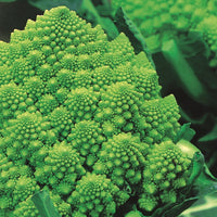 Kings Seeds Cauliflower Romanesco