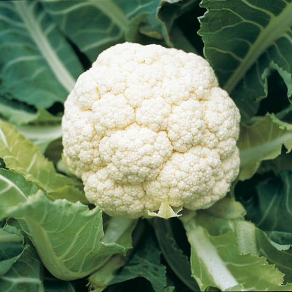 Suffolk Herbs ORGANIC SEEDS Cauliflower Goodman F1