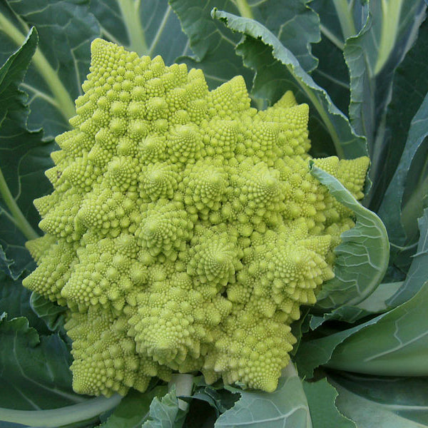 Suffolk Herbs ORGANIC SEEDS Cauliflower Romanesco Veronica