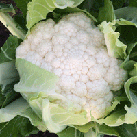 Kings Seeds Cauliflower Zaragoza F1