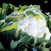 Kings Seeds Cauliflower Aviron F1