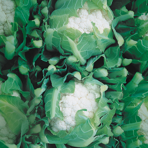 Kings Seeds Cauliflower Cendis F1