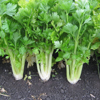 Kings Seeds Celery Golden Self Blanching