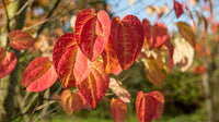 Cercidiphyllum japonicum