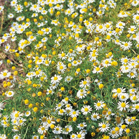 Suffolk Herbs Wild Chamomile