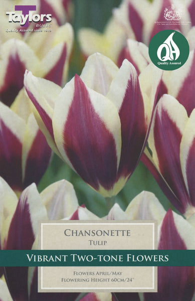 Tulip Chansonette