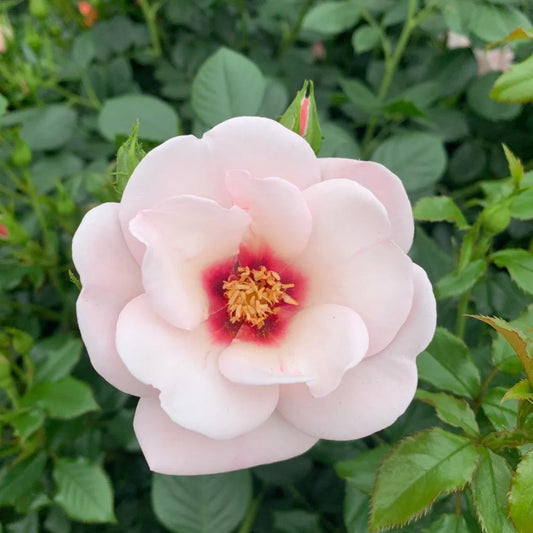 Rose 'Chawton Cottage'