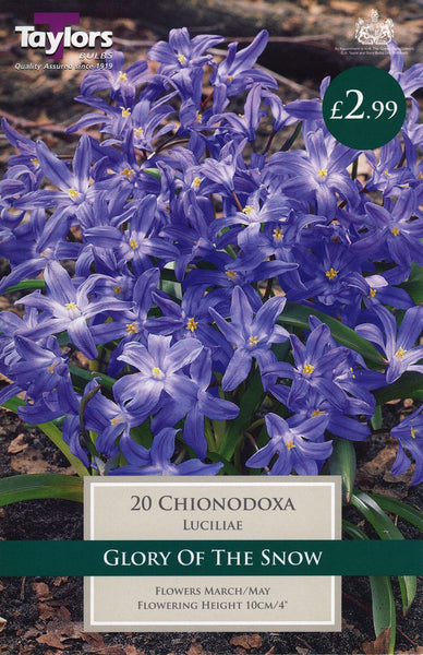 Chionodoxa Luciliae