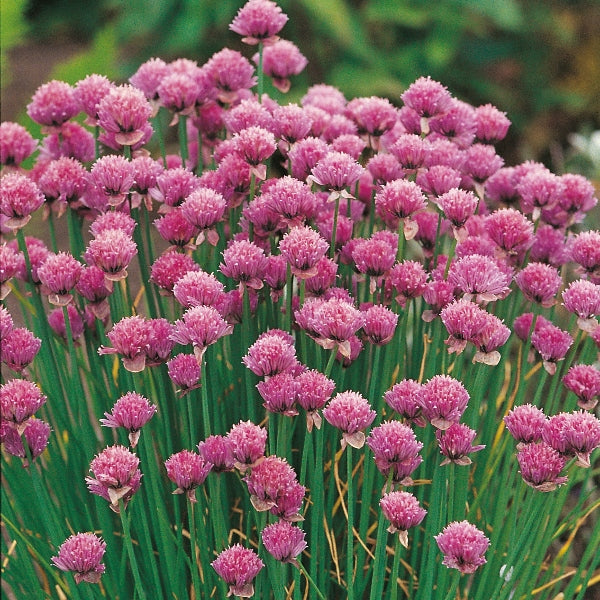Kings Seeds Herb Chives