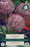 Allium christophii